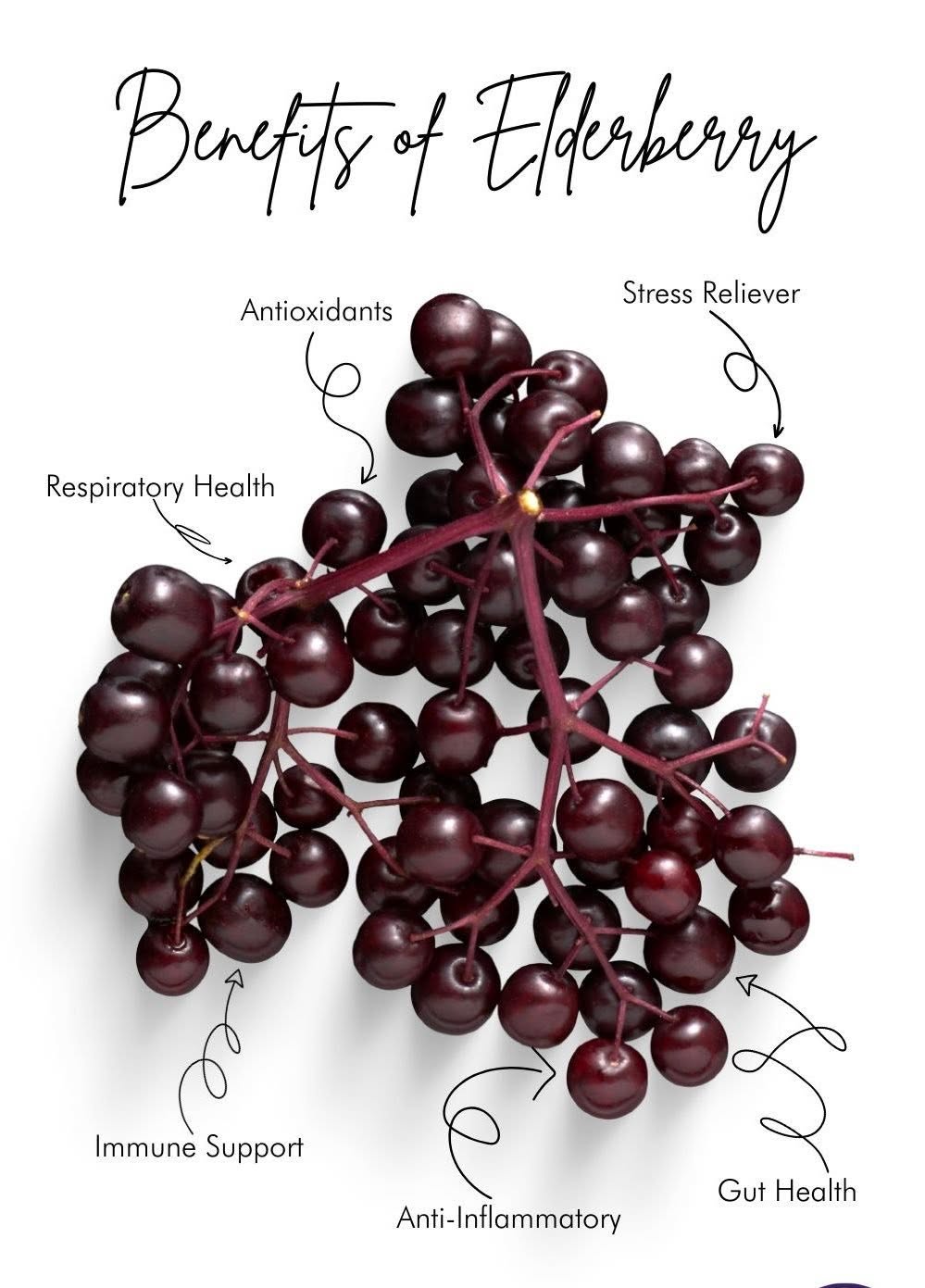 Cluster of ripe elderberries